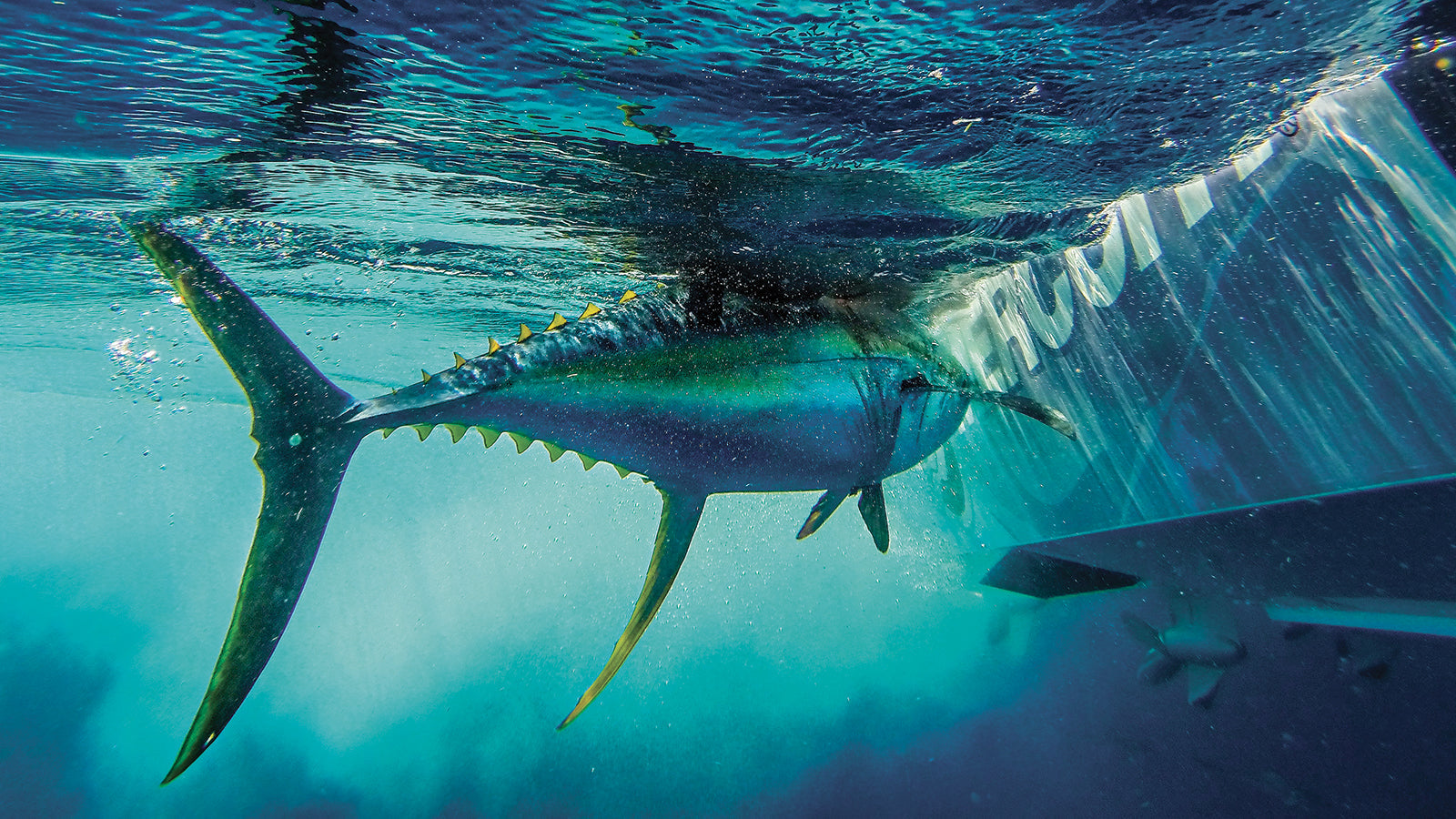 Simrad Dedicated Displays